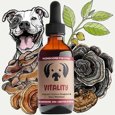 🐾 CBD for Pets: Natural Pet Wellness for a Happier, Calmer Companion