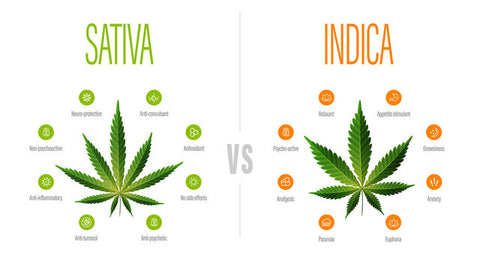 Hemp vs. Marijuana Battle: Are you being manipulated?