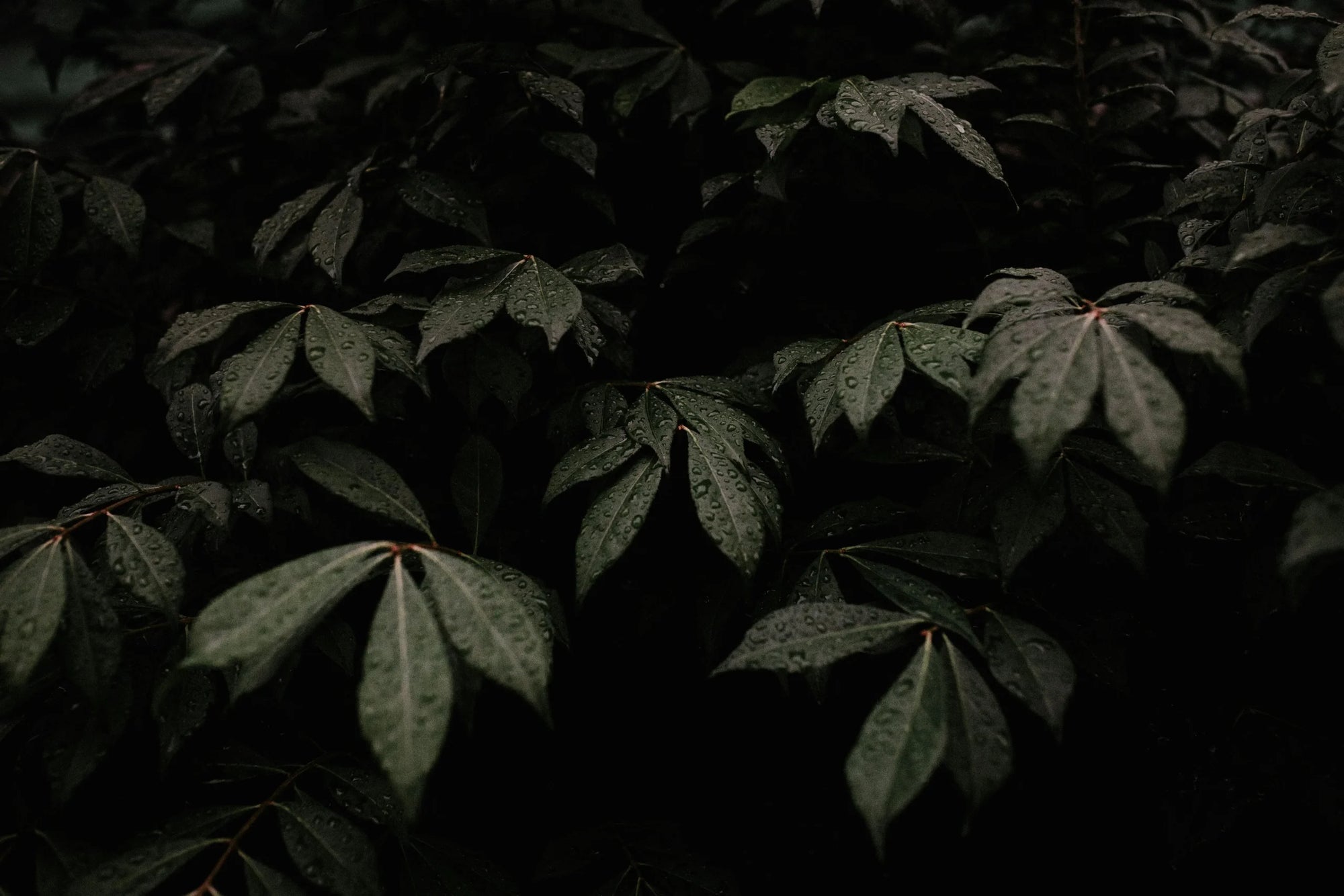 Cannabis Leaves